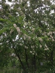 Robinia pseudoacacia