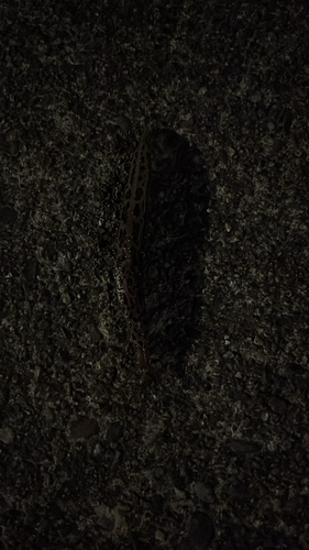 Leopard Slug