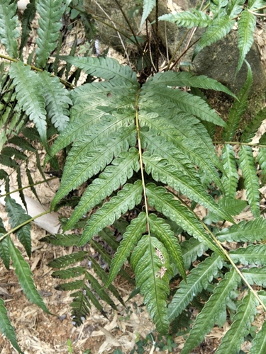 Woodwardia japonica, 2026-09-17