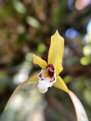 Maxillaria chrysantha