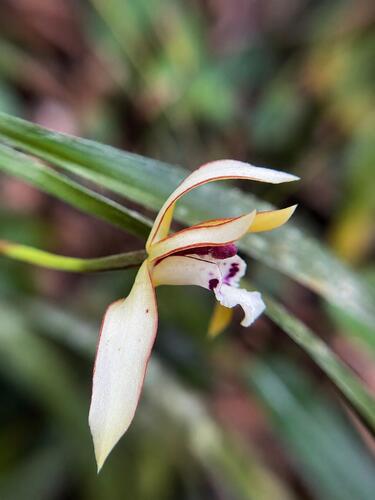 Maxillaria chrysantha, photograph 2