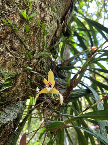 Maxillaria chrysantha, photograph 3