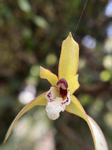 Maxillaria chrysantha, photograph 5