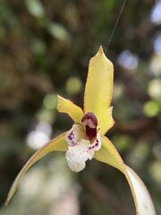 (c) bruno_san1409, some rights reserved (CC BY-SA) Maxillaria chrysantha, photograph (c) bruno_san1409, some rights reserved (CC BY-SA)