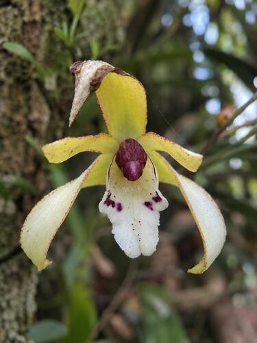 Maxillaria chrysantha, photograph 4