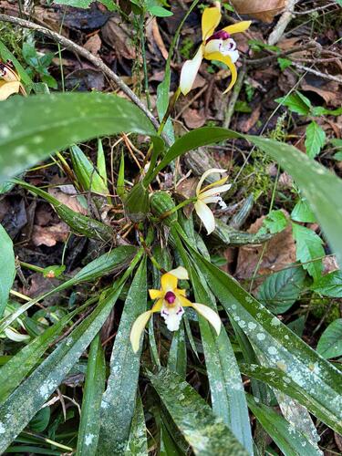 Maxillaria chrysantha, photograph 6