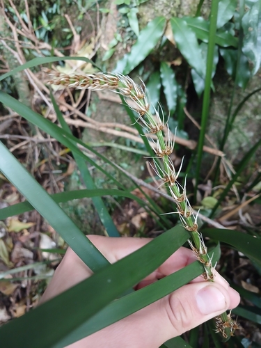 Lomandra spicata, photograph 1