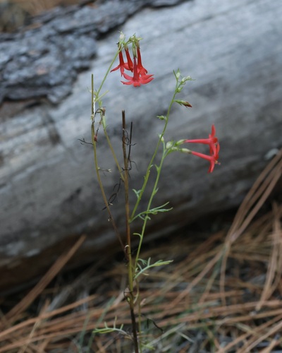 Scarlet Gilia