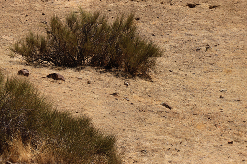 Nelson's Antelope Squirrel observed by bryceking