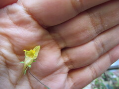 Linaria supina