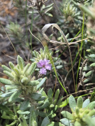 Polygalaceae observed 2026-09-03