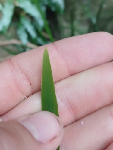 Lomandra spicata, photograph 2