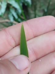 author not stated, no rights reserved Lomandra spicata, photograph author not stated, no rights reserved