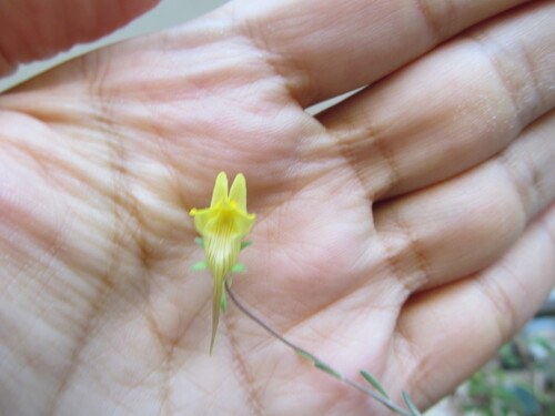 Linaria supina, photograph 1