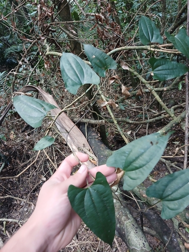 Dioscorea transversa, photograph 1