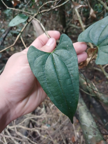 Dioscorea transversa, photograph 2