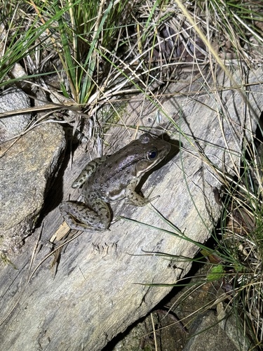 Green Frog