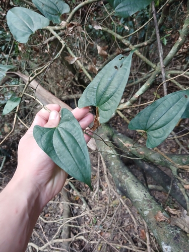 Dioscorea transversa, photograph 3