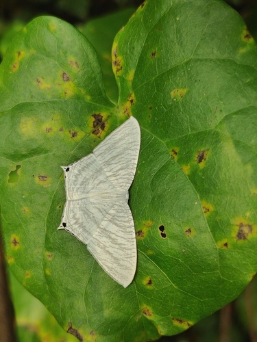 Grey Swallowtail Moth
