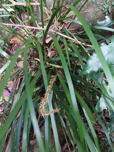 Lomandra spicata, photograph 3