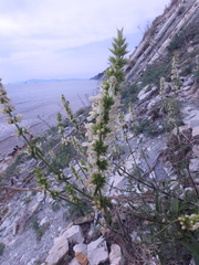 Stachys atherocalyx