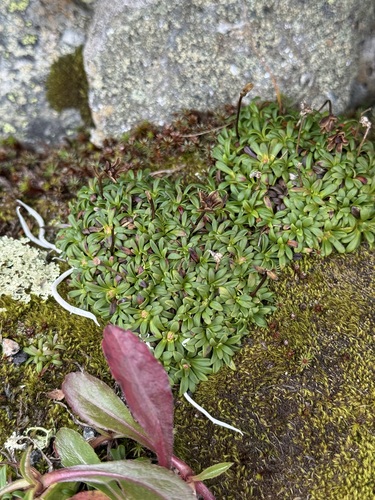 Diapensia lapponica, photograph 6