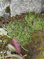 Diapensia lapponica, photograph (c) Tanner Barnharst, some rights reserved (CC BY)