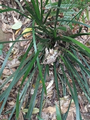 author not stated, no rights reserved Lomandra spicata, photograph author not stated, no rights reserved