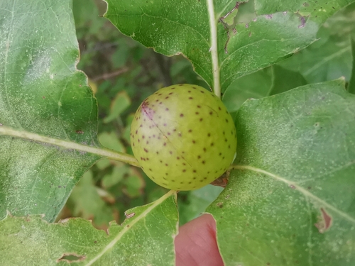 Oak Apple Gall Wasp