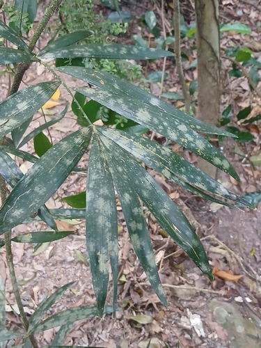 Calamus muelleri