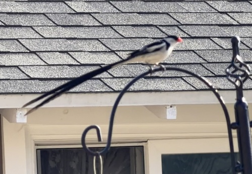 Pin-tailed Whydah