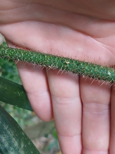 Calamus muelleri, photograph 2
