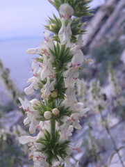 Stachys atherocalyx