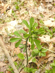 Baptisia tinctoria