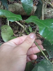 Wilkiea macrophylla