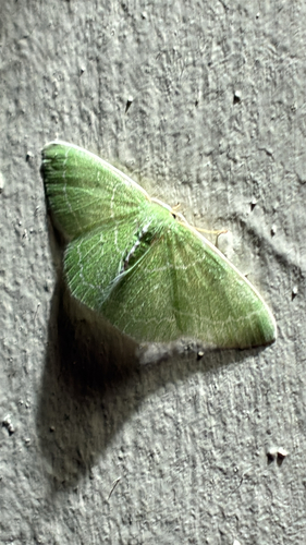 Wavy-lined Emerald