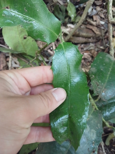 Wilkiea macrophylla, photograph 2