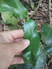 Wilkiea macrophylla, photograph author not stated, no rights reserved