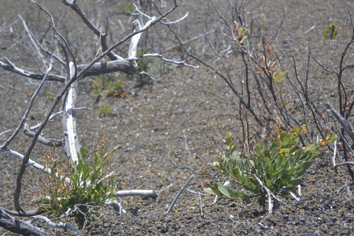 Dodonaea viscosa observed 2026-08-29