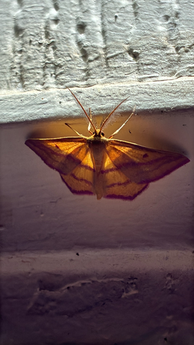 Chickweed Geometer Moth
