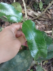 Wilkiea macrophylla, photograph author not stated, no rights reserved