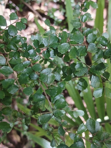 Pittosporum multiflorum, photograph 4