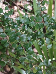 Pittosporum multiflorum, photograph author not stated, no rights reserved