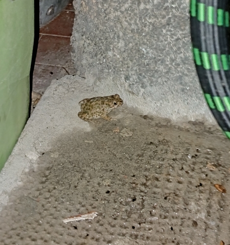 Green Toad