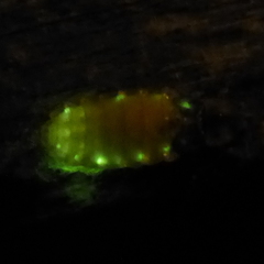 Lamprohiza mulsantii