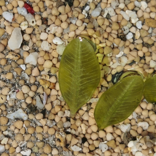 Halophila ovalis observed 2026-09-18