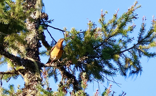 Varied Thrush