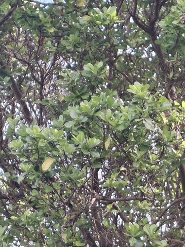 Pennantia corymbosa, photograph 5