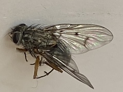 Coenosia