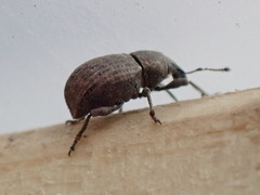 Tropiphorus terricola